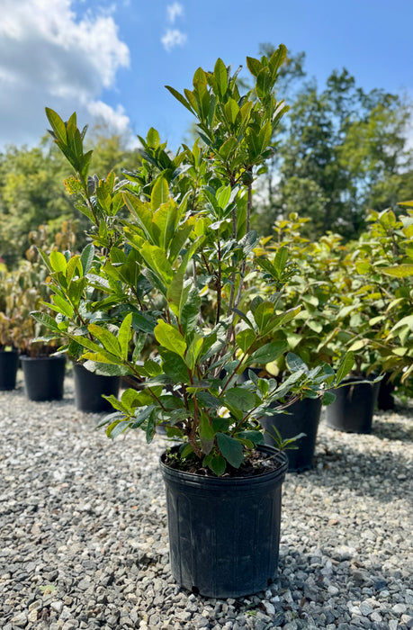 Klondyke Exbury Azalea