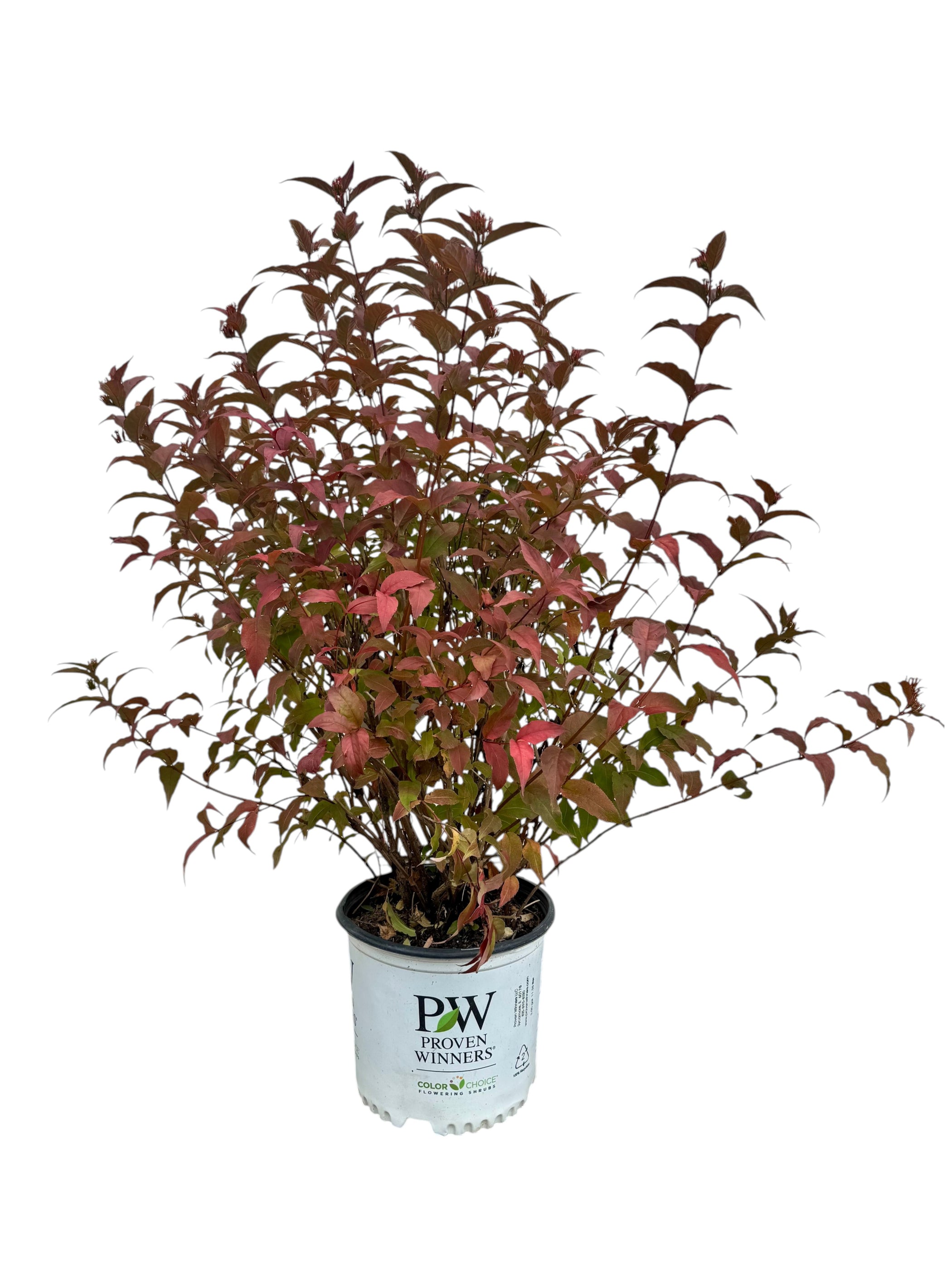 Kodiak® Red Diervilla For Sale Online! | Proven Winners — Gardens of ...