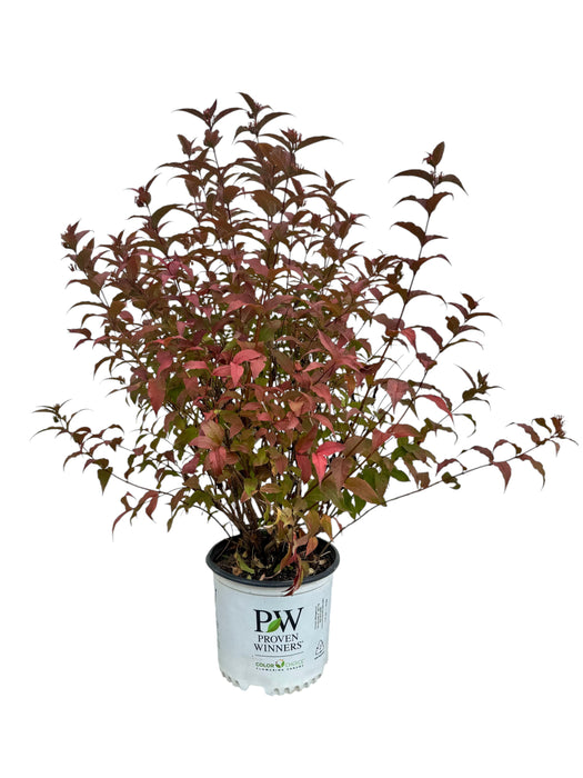 Kodiak® Red Diervilla