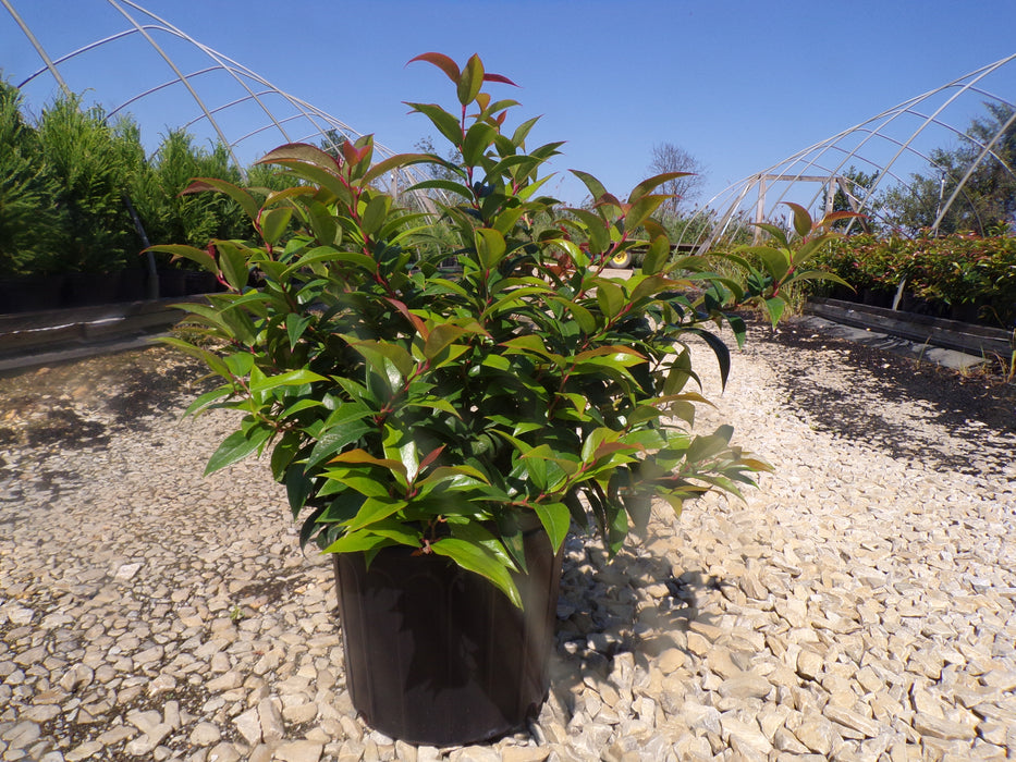 Coast Leucothoe (Leucothoe Axillaris)
