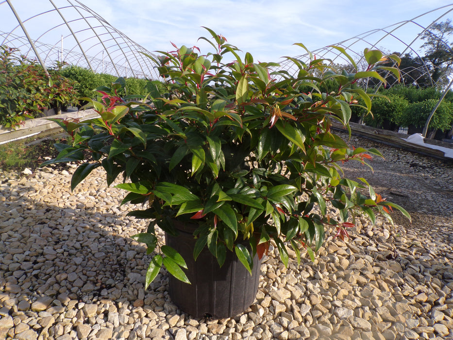 Coast Leucothoe (Leucothoe Axillaris)