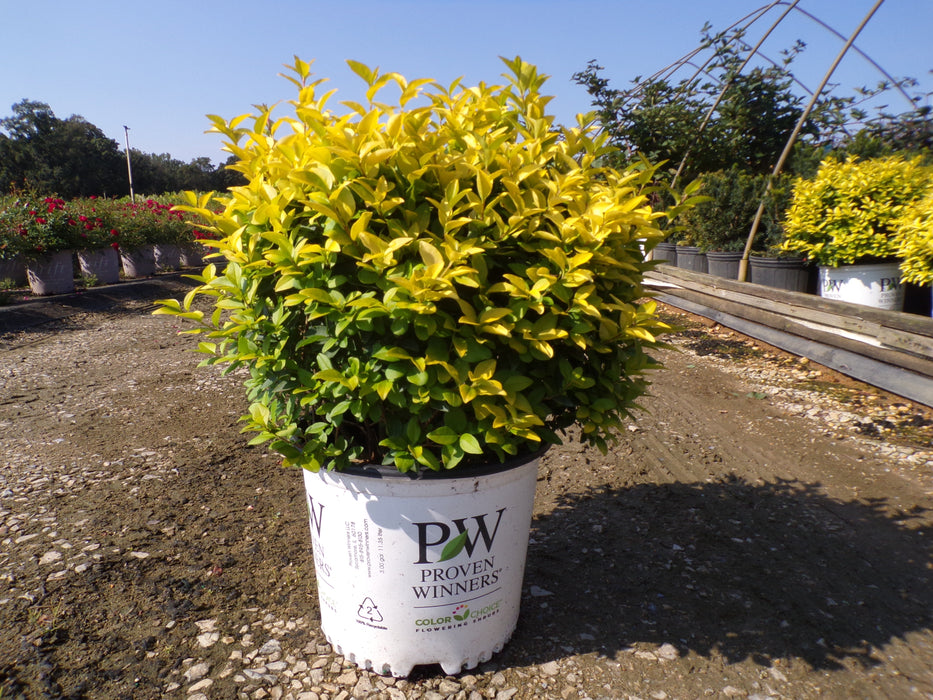 Golden Ticket® Privet