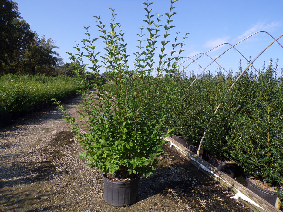 California Privet
