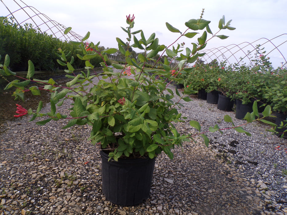 Dropmore Scarlet HoneySuckle