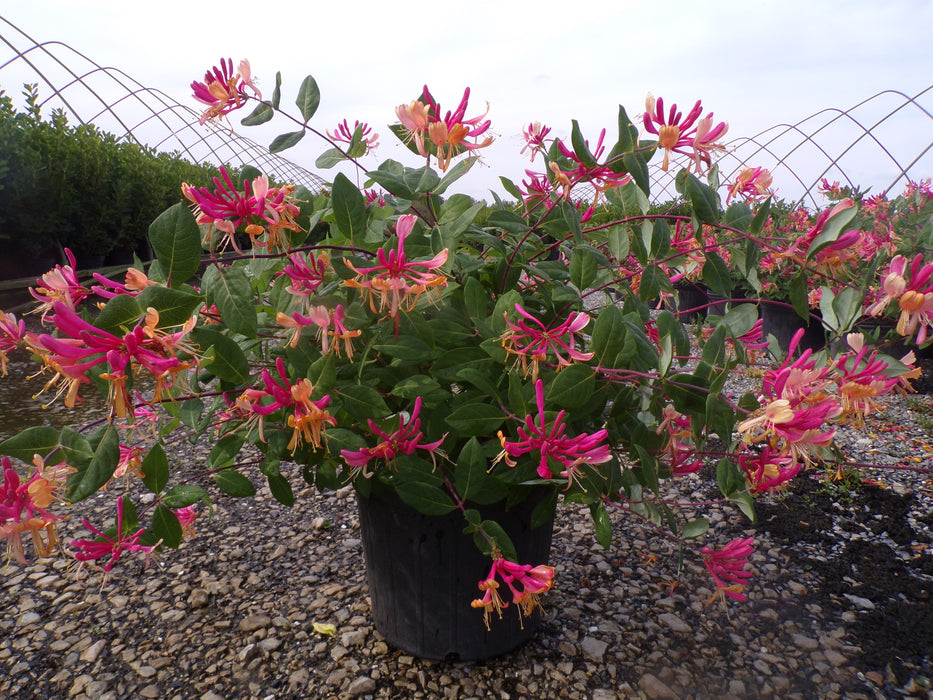 Goldflame HoneySuckle