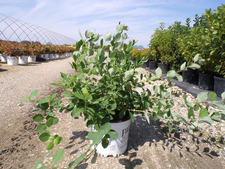 Kintzley's Ghost® Honeysuckle