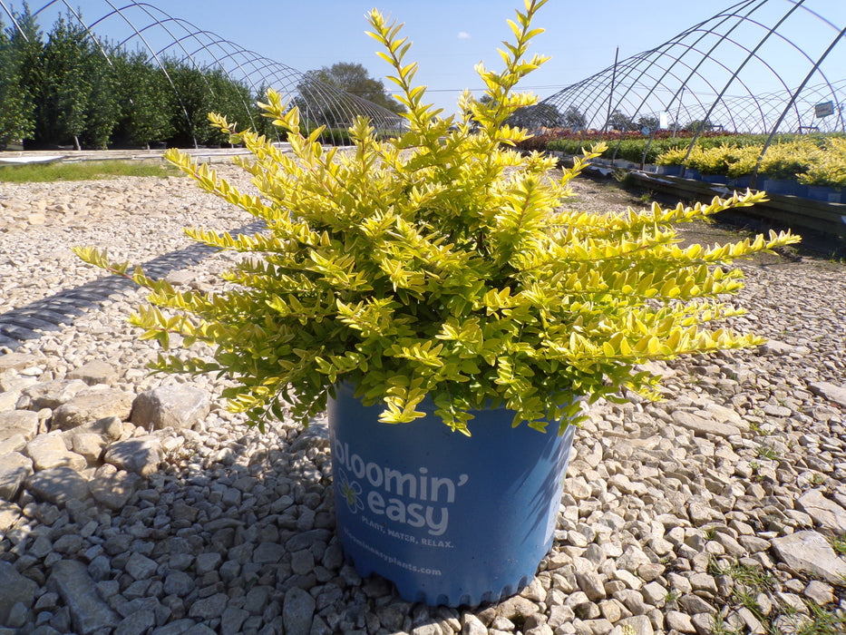 Thunderbolt® Box Honeysuckle
