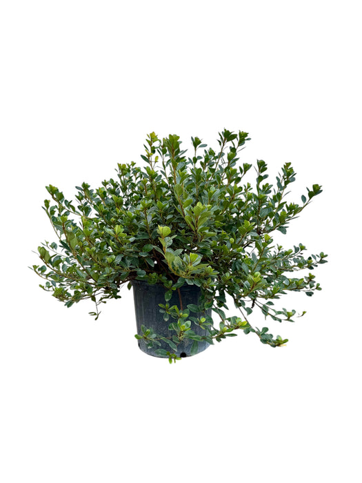 Robin Hill Lady Robin Azalea