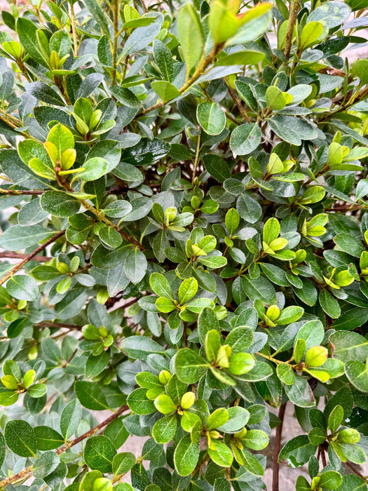 Robin Hill Lady Robin Azalea