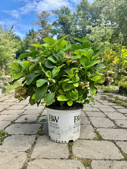 Let's Dance Sky View® Reblooming Hydrangea