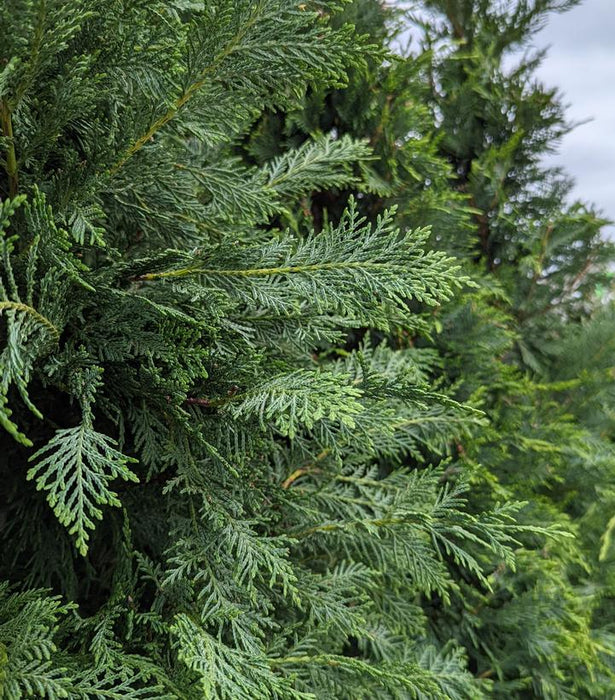 Leyland Cypress Tree — Gardens of the World