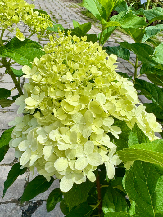 Limelight Hydrangea