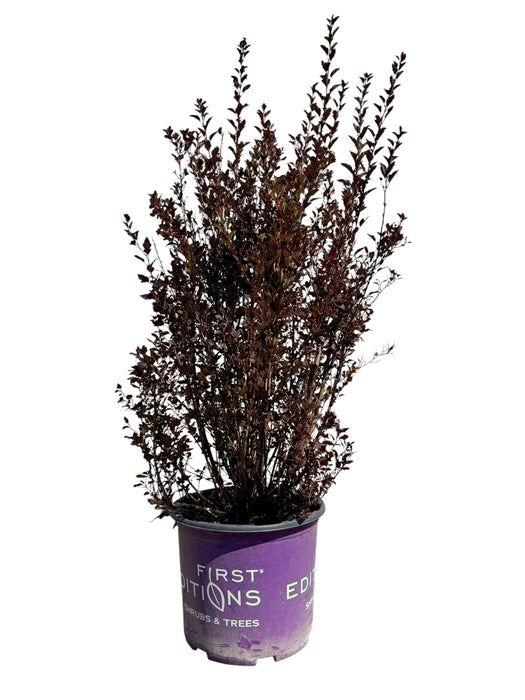 Little Devil™ Ninebark