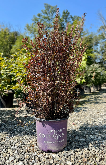 Little Devil™ Ninebark