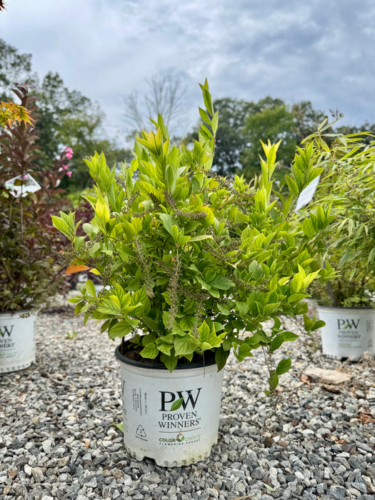 Little Henry® Sweetspire