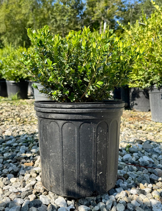 Little Missy Boxwood