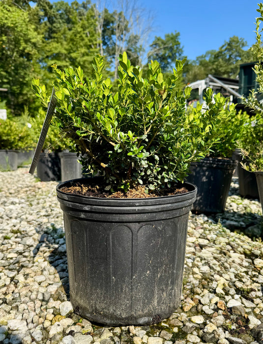 Little Missy Boxwood