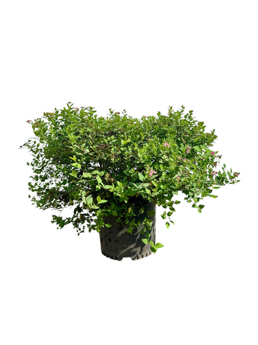 Little Princess Spirea