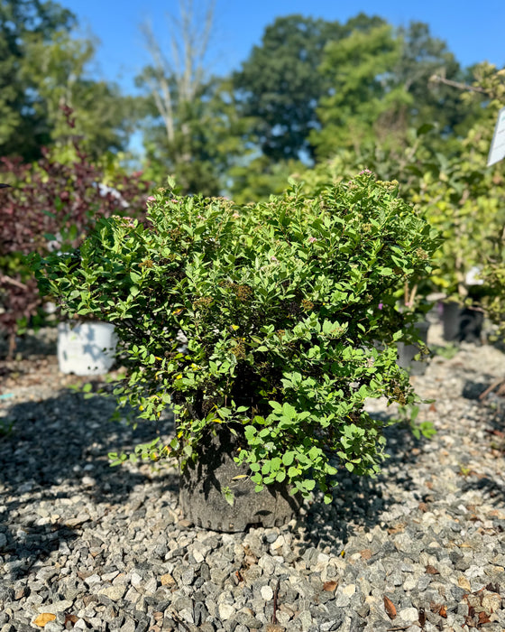 Little Princess Spirea