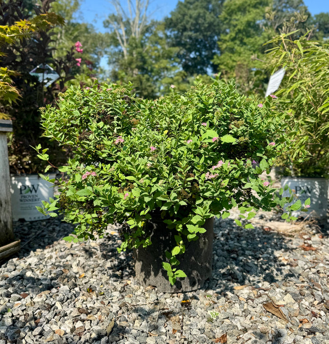 Little Princess Spirea