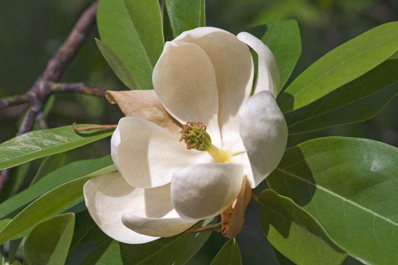 Sweetbay Magnolia