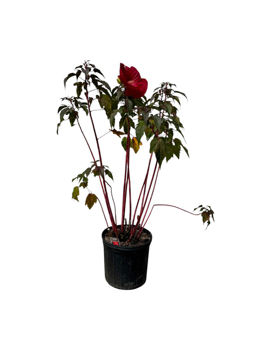 Mars Madness Rose Mallow Hibiscus