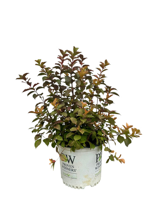 Midnight Sun Weigela