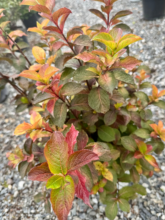 Midnight Sun Weigela
