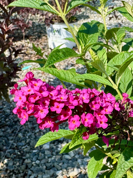 Miss Molly Butterfly Bush