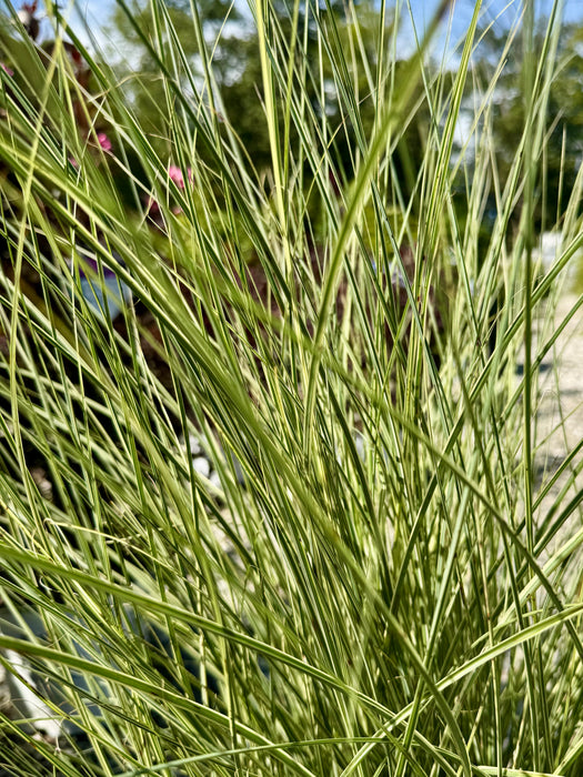 Morning Light Maiden Grass