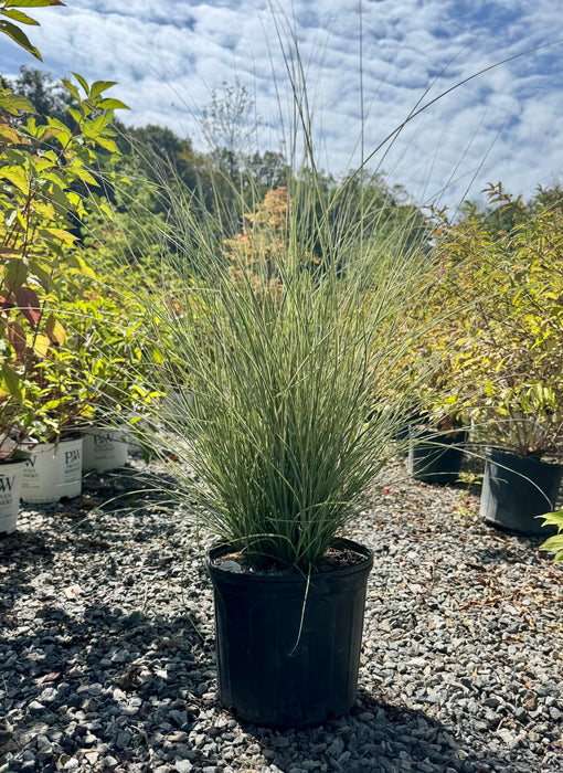 Morning Light Maiden Grass