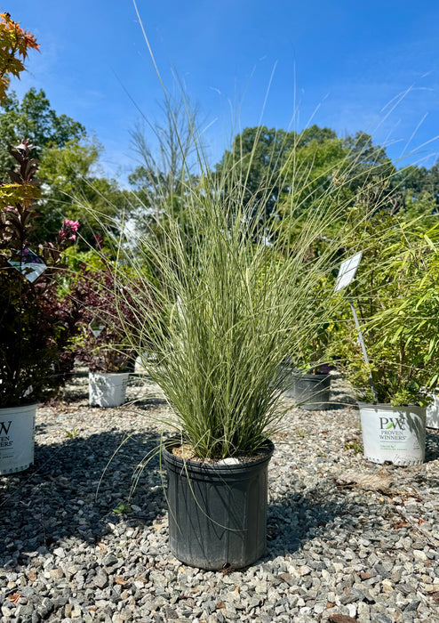 Morning Light Maiden Grass