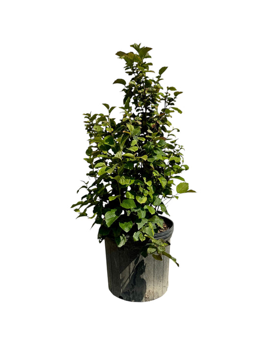 Mount Airy Fothergilla