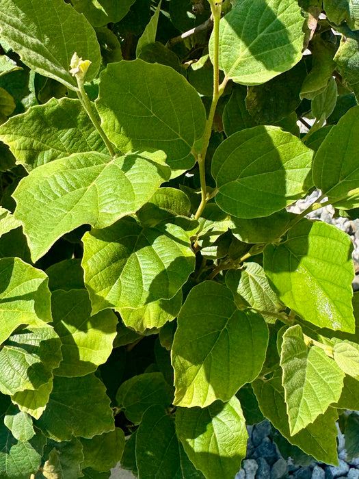 Mount Airy Fothergilla