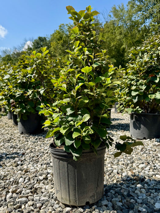 Mount Airy Fothergilla