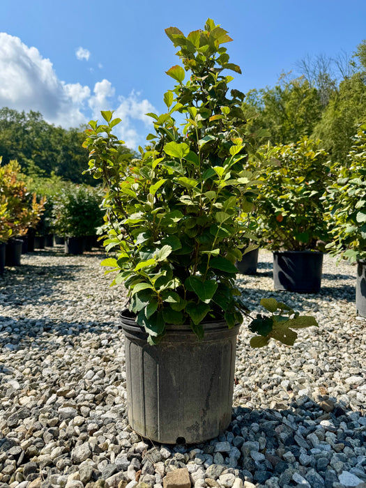 Mount Airy Fothergilla