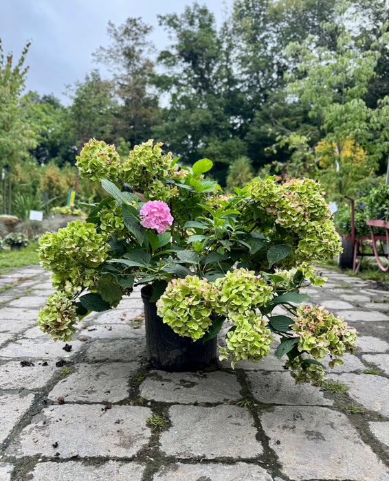 Nikko Blue Hydrangea