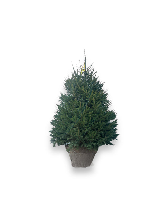 XL Norway Spruce Tree (B&B)