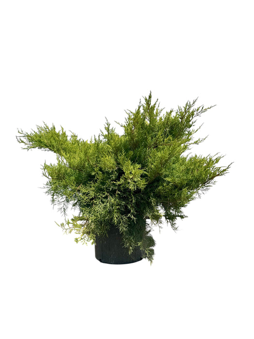 Old Gold Juniper