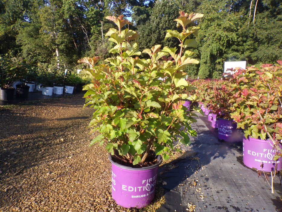 Amber Jubilee Ninebark