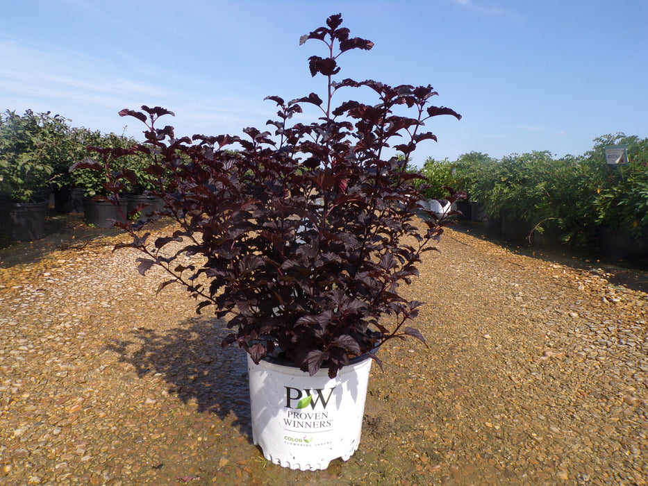 Summer Wine® Black Ninebark