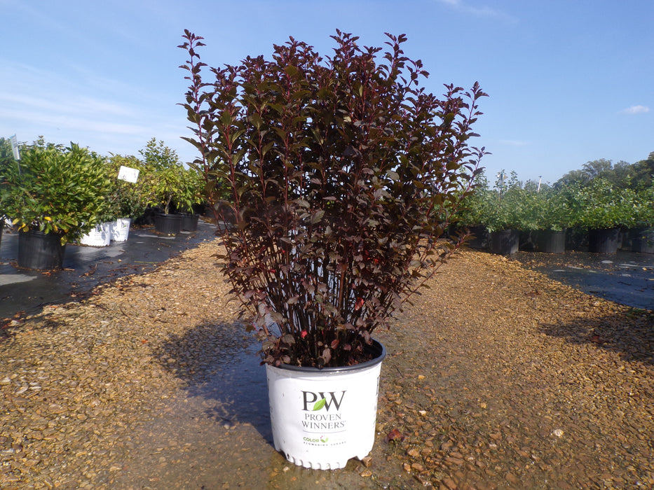 Tiny Wine® Ninebark