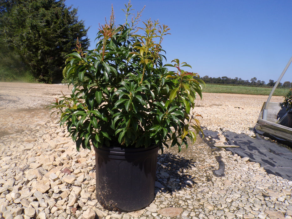 Dorothy Wycoff Andromeda (Pieris)