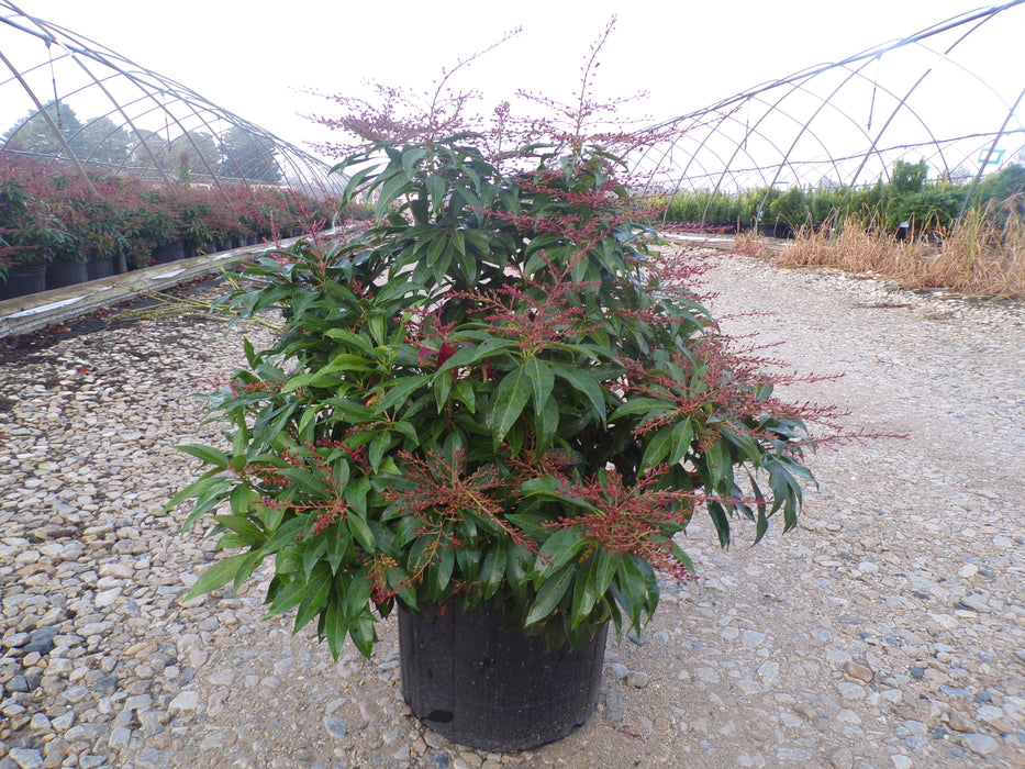 Katsura Japanese Pieris