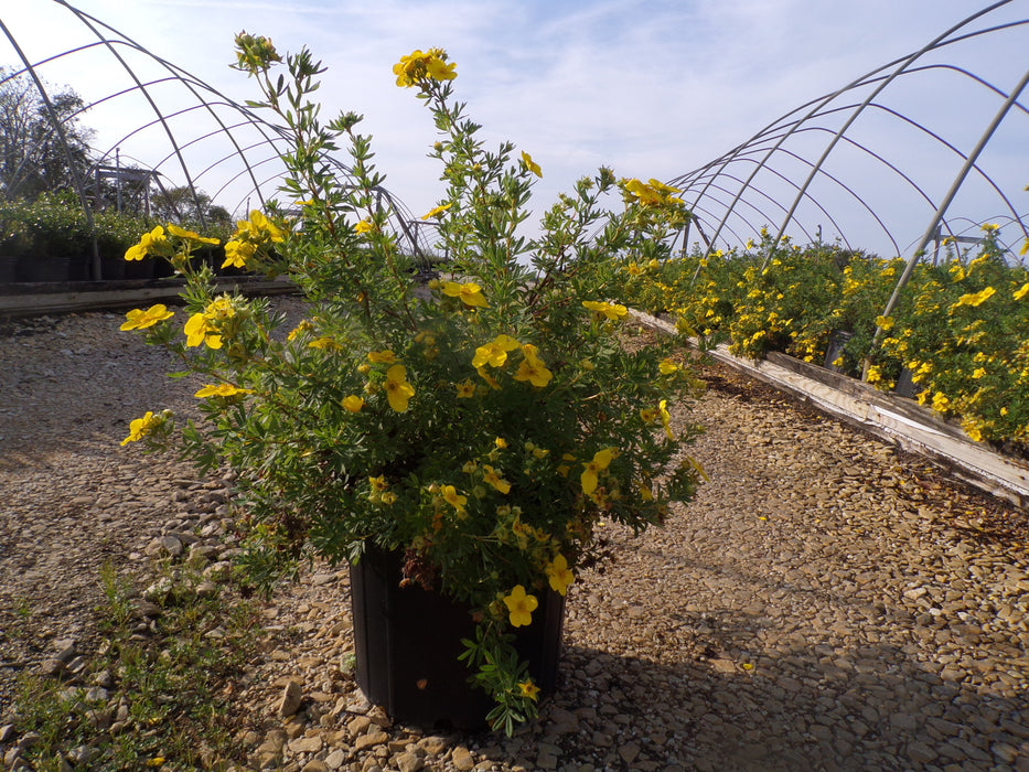 Goldfinger Potentilla