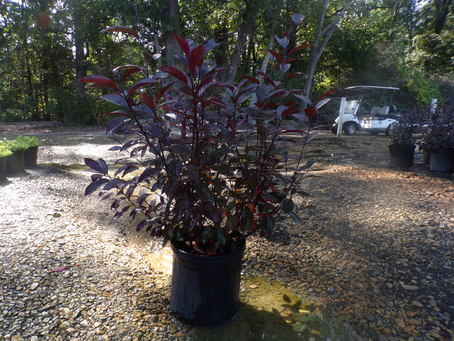 Purple Leaf Sand Cherry