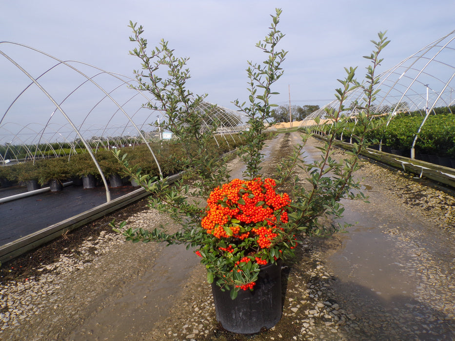 Mohave Pyracantha