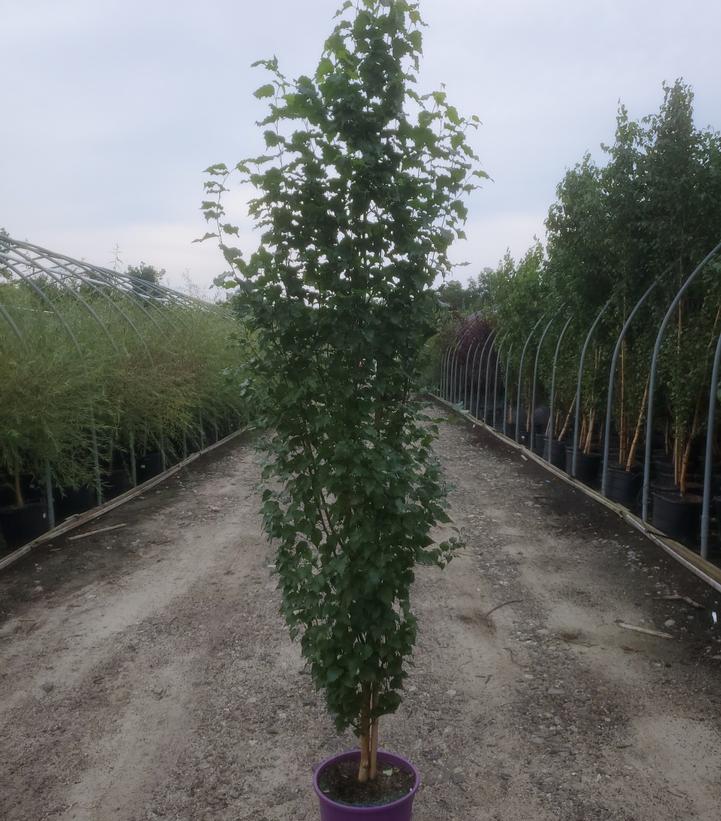 Parkland Pillar Birch Gardens of the World