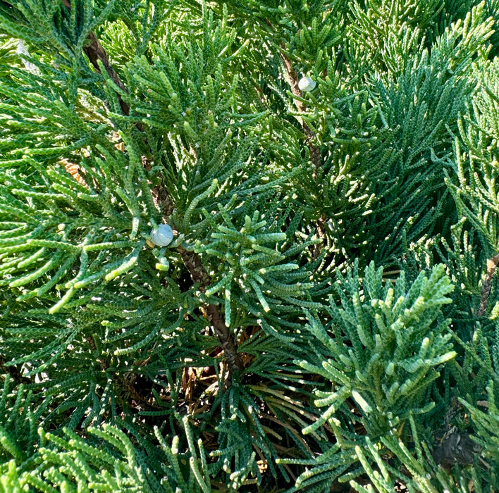 Parson's Juniper