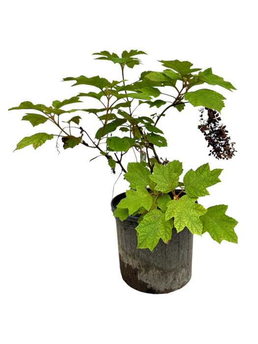 Pee Wee Oak Leaf Hydrangea